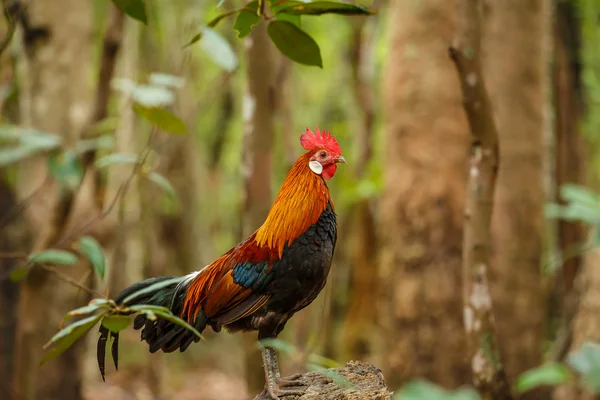 Gallo salvaje en el jardín — Foto de Stock