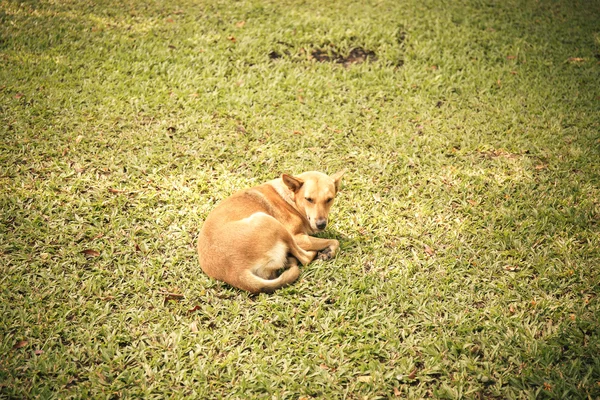 Perro dormir en hierba patio —  Fotos de Stock
