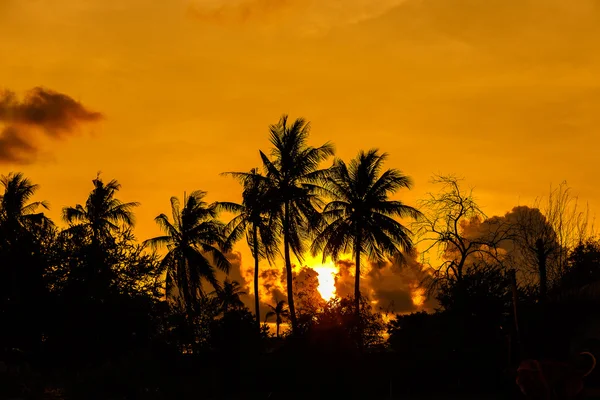 Noix de coco avec le soleil du soir — Photo