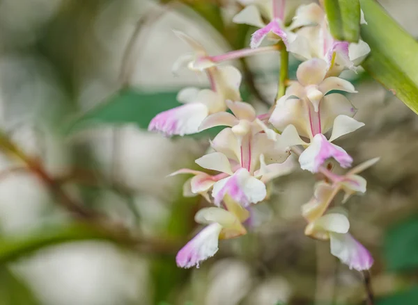 Orquídea tailandesa en jardín — Foto de Stock