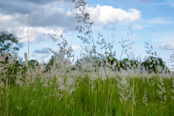 Gras mit der Sonne im Hintergrund. — Stockfoto