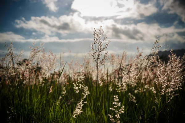 Gras mit der Sonne im Hintergrund. — Stockfoto