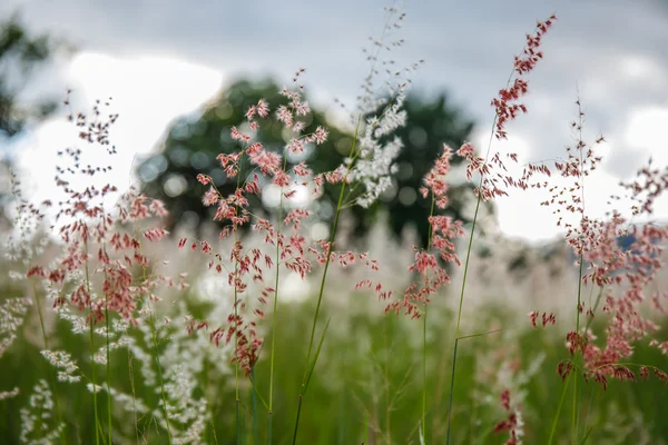 Gras wiegt sich im Wind. — Stockfoto