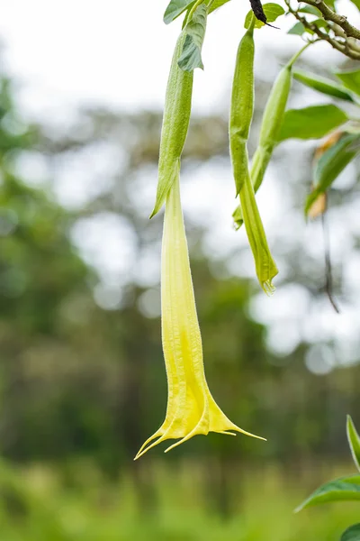 Grandes flores de trompete amarelo pastel de Datura — Fotografia de Stock