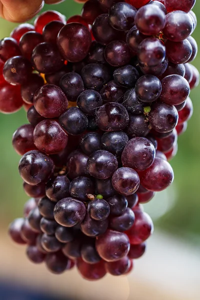 Uvas púrpuras de cerca — Foto de Stock