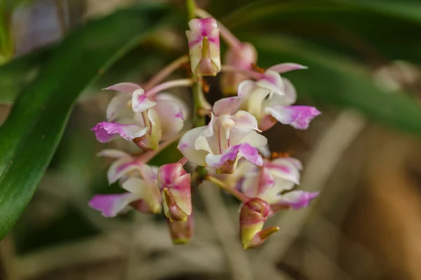 Orchidée thaïlandaise dans le jardin — Photo