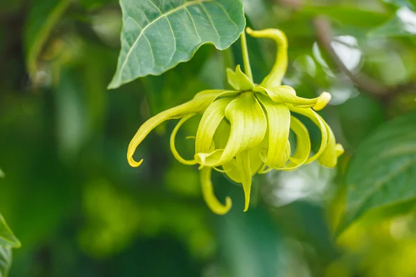Árvore do perfume ou flor de Ylang-Ylang close-up — Fotografia de Stock