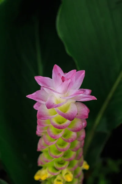 Siam tulipa flor ou Patumma no jardim — Fotografia de Stock