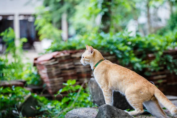 Cat on old brick wall — Stock Photo, Image