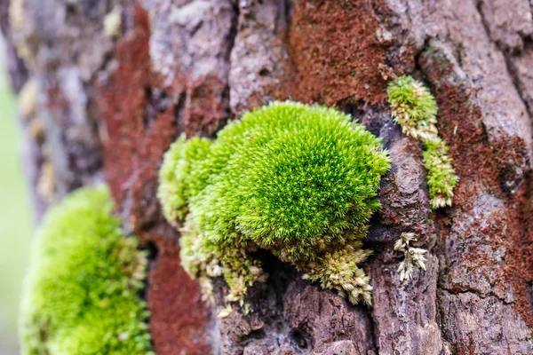 Mos verdes en el árbol —  Fotos de Stock