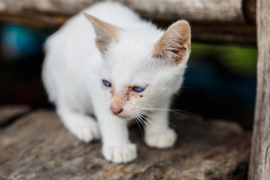 Beyaz yolunu yitirmek kedi yavrusu katılımsız.