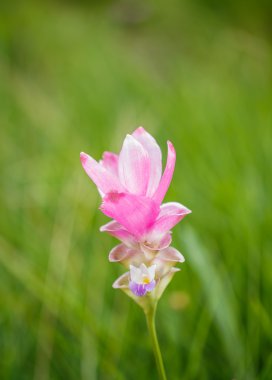 Güzel yumuşak pembe beyaz çiçek (Zingiberaceae )