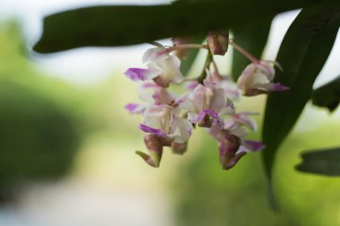 Orkide Tay dilinde Bahçe