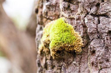 ağaç üzerinde yeşil ecek
