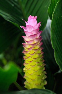 Siam Lale çiçek ya da bahçede Patumma