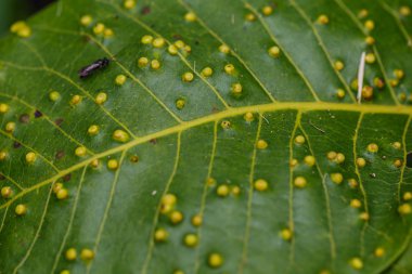 Yaprak salgın ağacın yaprakları.