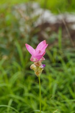 Güzel yumuşak pembe beyaz çiçek (Zingiberaceae )