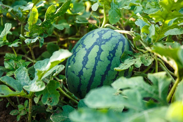 karpuz alanında büyüyen.