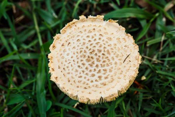 Mushroom in the tropical forests of Thailand. — Stock Photo, Image