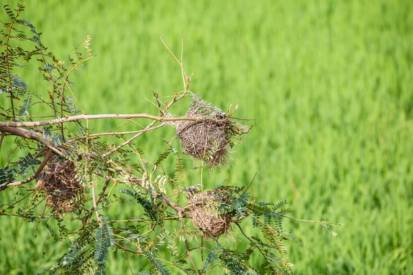 एक पेड़ पर पक्षी घोंसला — स्टॉक फ़ोटो, इमेज