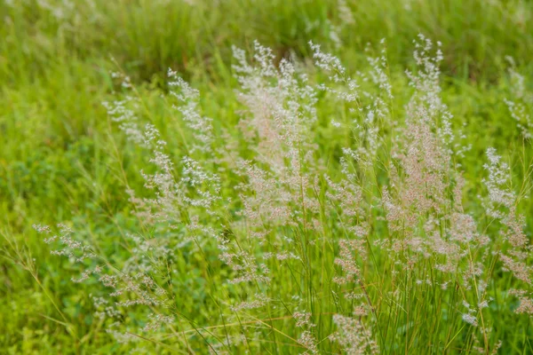 Gras wiegt sich im Wind. — Stockfoto