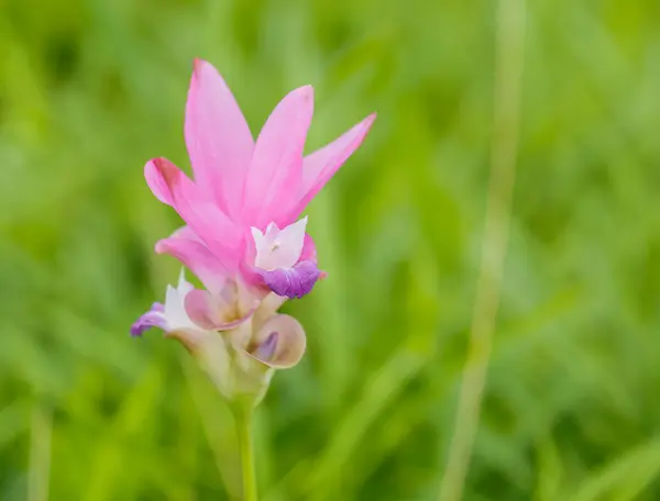 Hermosa flor blanca rosa suave (Zingiberaceae  ) — Foto de Stock