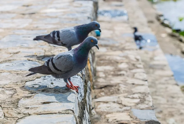 Fiume dei piccioni da vicino — Foto Stock