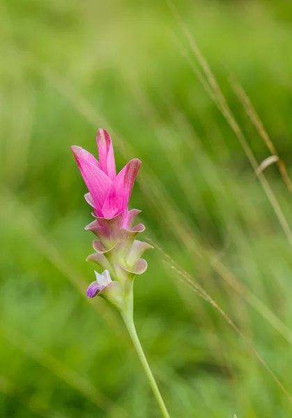 Bellissimo fiore bianco rosa tenue (Zingiberaceae  ) — Foto Stock