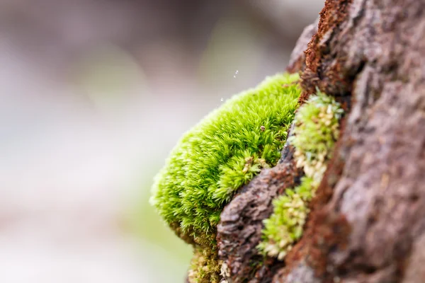 Green mos on the tree — Stock Photo, Image