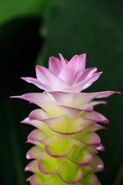 Siam tulipano fiore o Patumma in giardino — Foto Stock