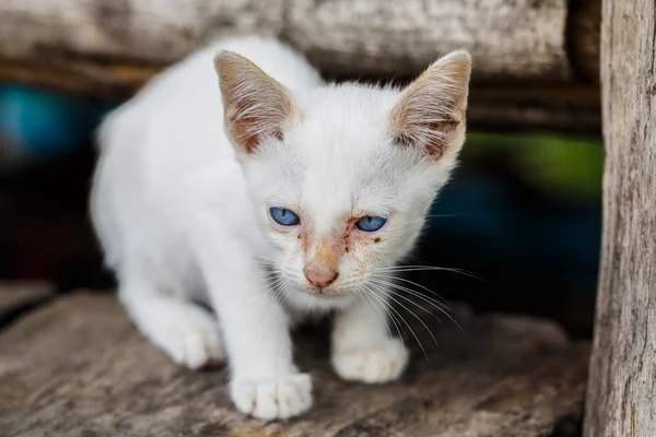 Gatito callejero blanco desatendido . — Foto de Stock