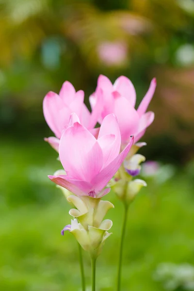 Krásný měkký růžový bílý květ (zázvorníkovité ) — Stock fotografie