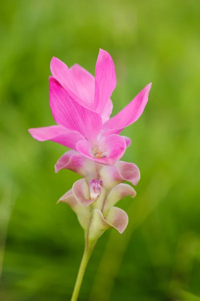 Bela flor branca rosa macia (Zingiberaceae  ) — Fotografia de Stock