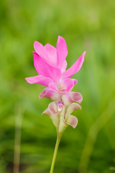 Vackra mjuka rosa vit blomma (Zingiberaceae ) — Stockfoto