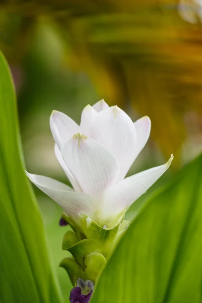 Красива біла квітка ( Zingiberaceae  ) — стокове фото