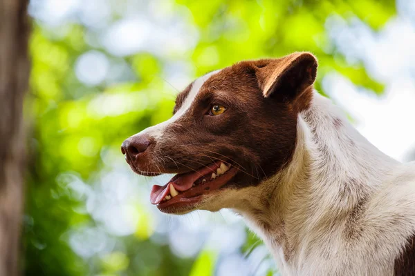 Chiudere occhio cane — Foto Stock