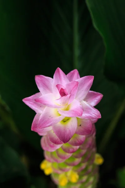 Fleur de tulipe de siam ou Patumma dans le jardin — Photo