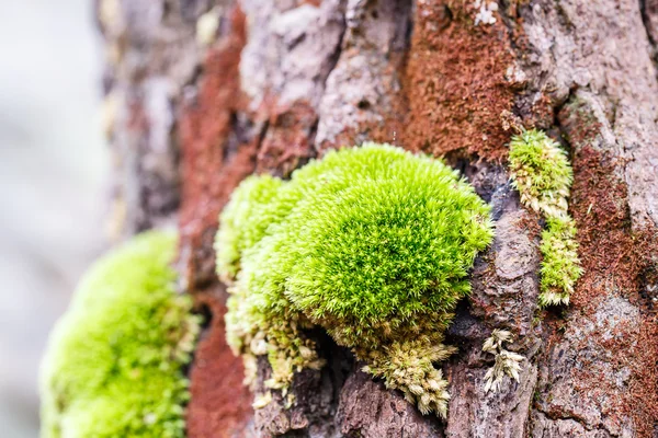 Green mos on the tree — Stock Photo, Image