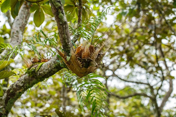 Parasitenpflanze lebt auf Bäumen — Stockfoto