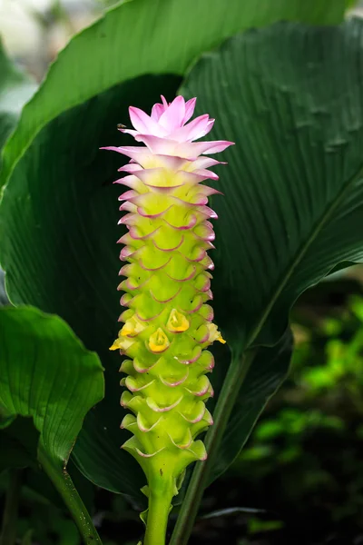 Siam tulipán flor o Patumma en el jardín —  Fotos de Stock