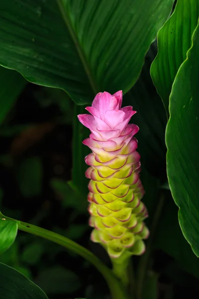 Siam Tulipán květ nebo Marie v zahradě — Stock fotografie