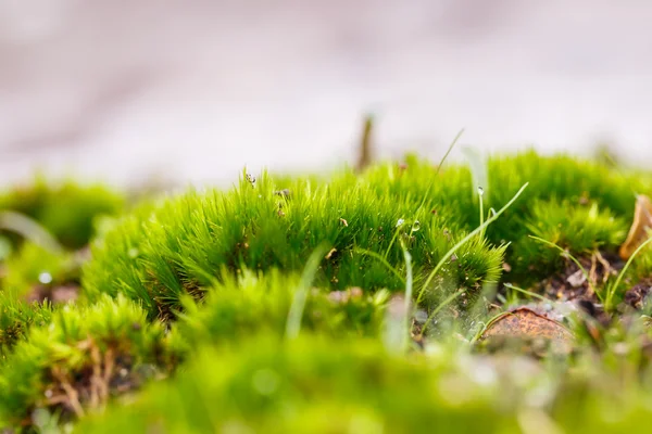 Groene mos op de boom — Stockfoto