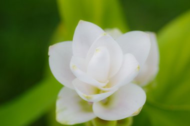  Güzel beyaz çiçek (Zingiberaceae )