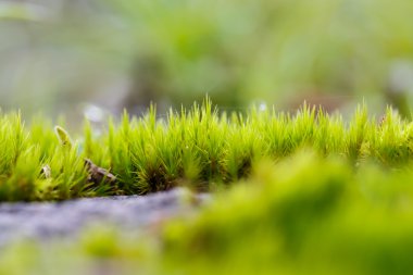 ağaç üzerinde yeşil ecek