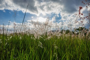 Güneşin ile çimen.