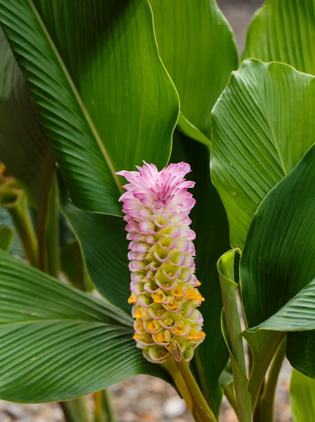 Fleur de tulipe de siam ou Patumma dans le jardin — Photo