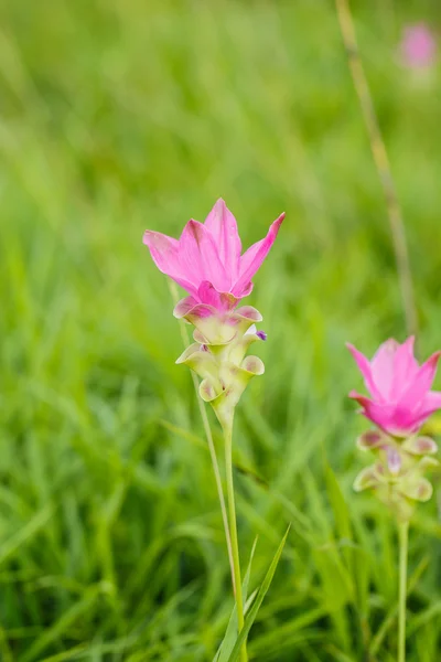 Piękny Miękki różowy kwiat biały (Zingiberaceae ) — Zdjęcie stockowe