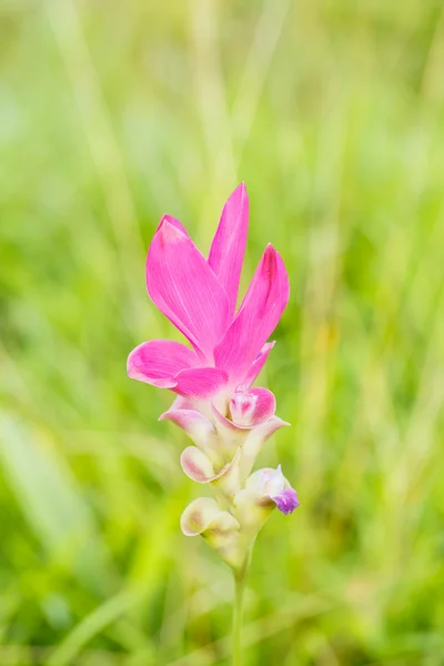 Beautiful soft pink white flower ( Zingiberaceae ) — Stock Photo, Image