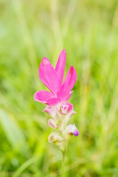 Красивый мягкий розовый белый цветок (Zingiberaceae  ) — стоковое фото