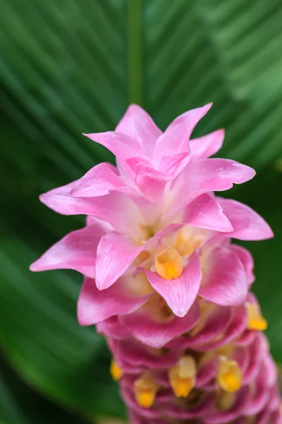Siam tulipa flor ou Patumma no jardim — Fotografia de Stock